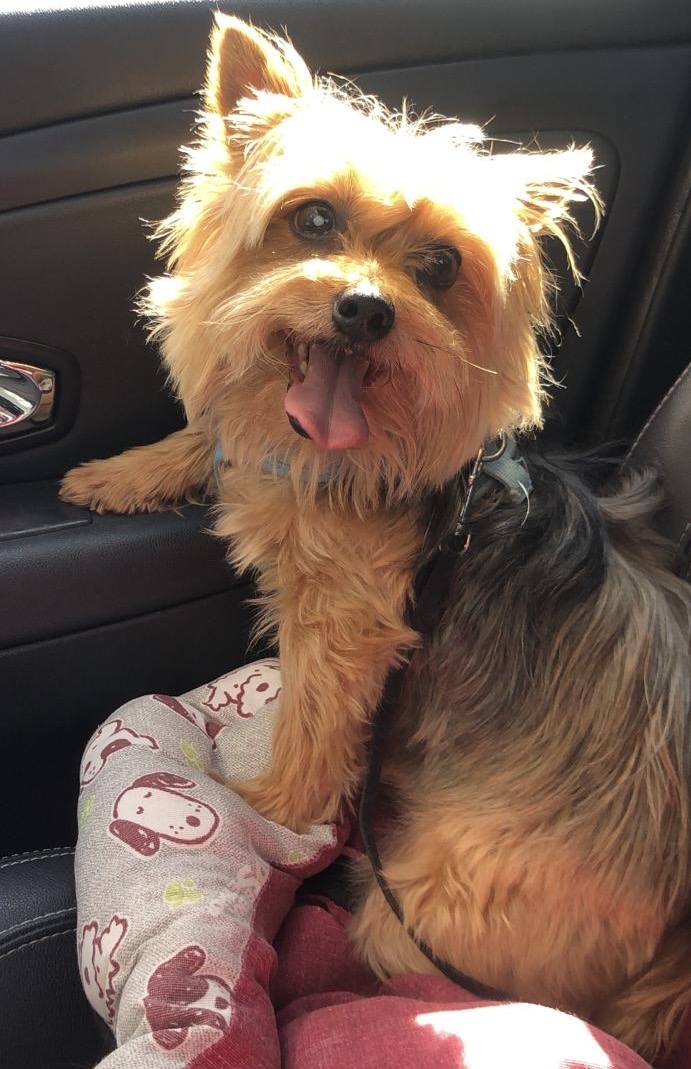 Panda the Yorkshire Terrier